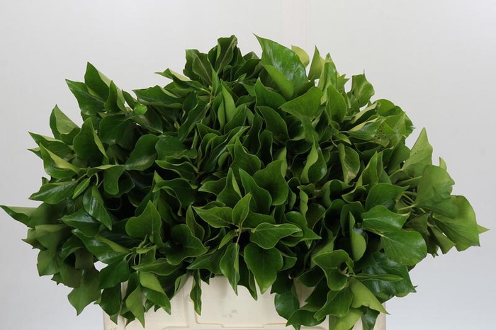 <h4>Hedera Bundle</h4>