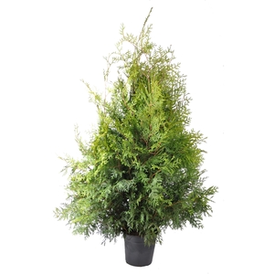 Thuja occ. Brabant, plantmaat 120-140 cm - Rondgestoken -