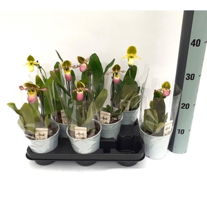 PAPH MULTIFLOWER GEM