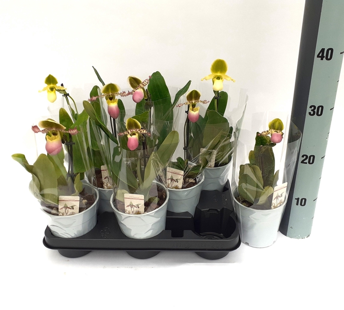 <h4>PAPH MULTIFLOWER GEM</h4>