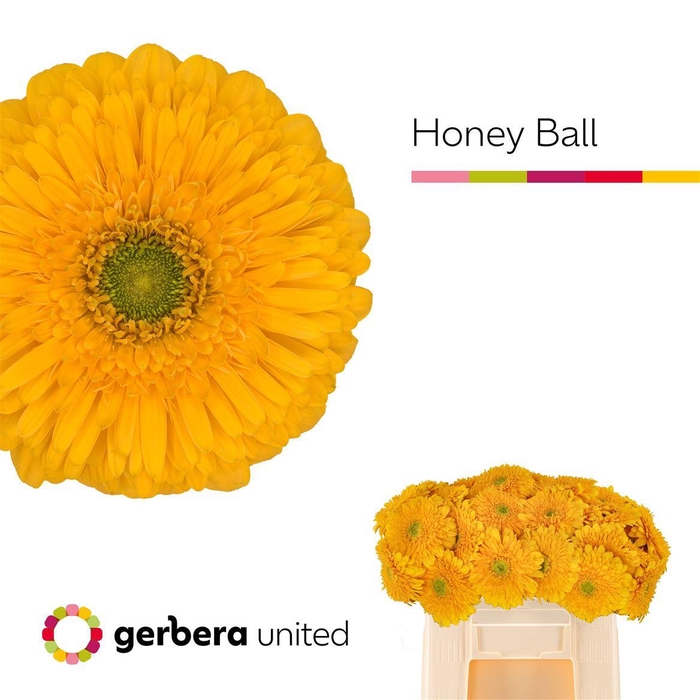 <h4>Ge Gb Honey Ball</h4>
