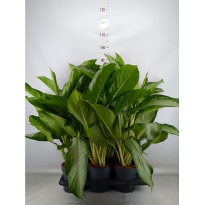 Aglaonema  'Cleopatra'