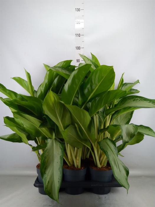 <h4>Aglaonema  'Cleopatra'</h4>