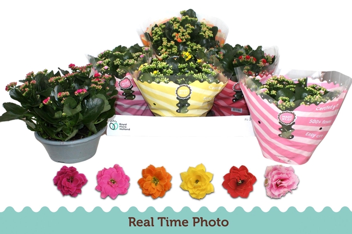 <h4>KAL GE GEM 6 KL</h4>