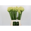 Agapanthus Gletsjer