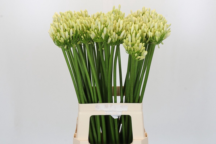 Agapanthus Gletsjer