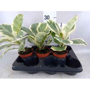 Ficus   ...