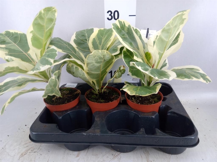 <h4>Ficus   ...</h4>