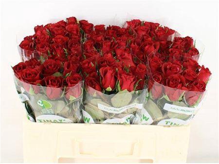 <h4>R Gr Burgundy</h4>