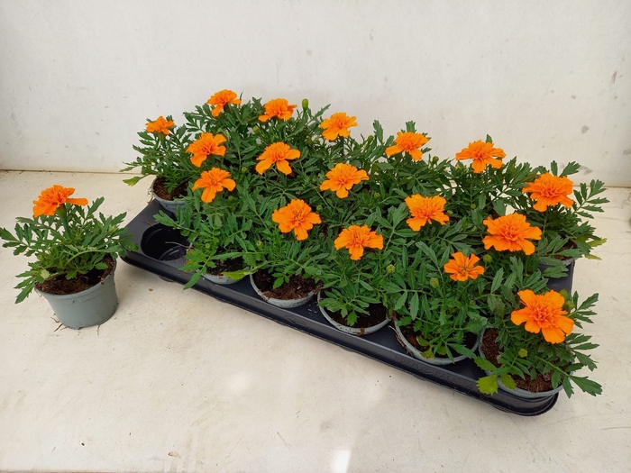 <h4>TAG ER TAISH ORANGE</h4>
