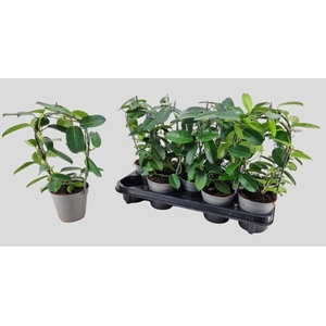 Stephanotis floribunda Evergreen 12Ø 40cm