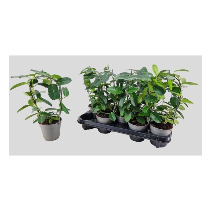 <h4>Stephanotis floribunda Evergreen 12Ø 40cm</h4>