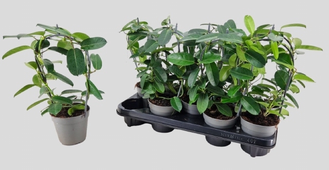 Stephanotis floribunda Evergreen 12Ø 40cm