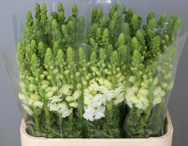 <h4>ANTIR MARY WHITE</h4>