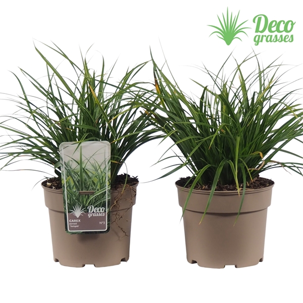 <h4>Carex morrowii 'Variegata'</h4>