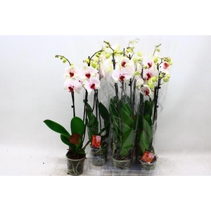PHAL RED LIPS