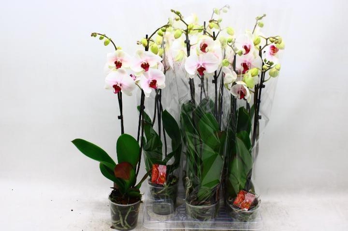 <h4>PHAL RED LIPS</h4>