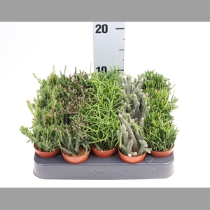 Rhipsalis   ...mix