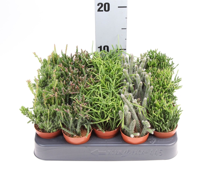 <h4>Rhipsalis   ...mix</h4>