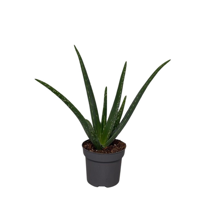 <h4>Aloe vera</h4>