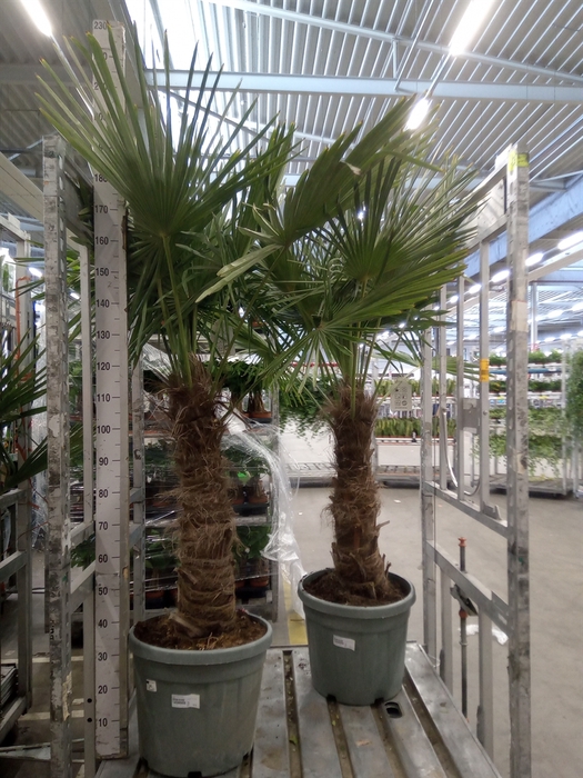 <h4>Trachycarpus fortunei</h4>