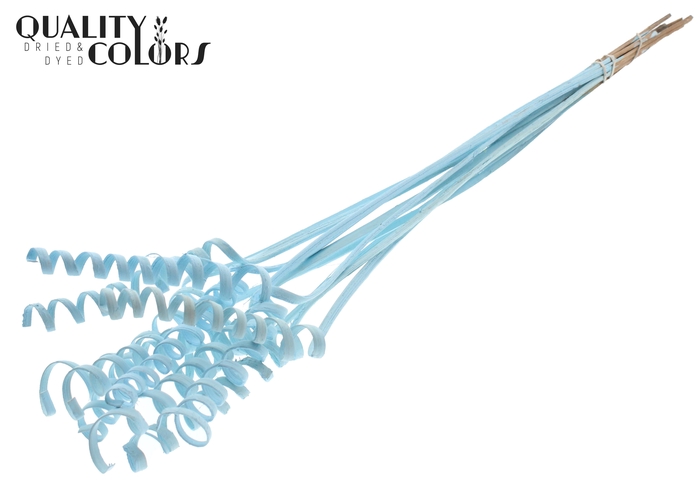 Cane Spring on stem Covered Light Blue