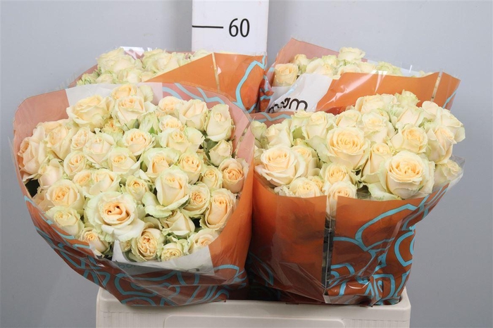 <h4>R Tr Salinero</h4>