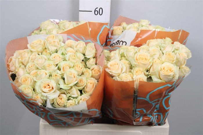 <h4>R Tr Salinero</h4>