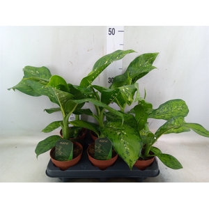 Dieffenbachia  'Crocodile'