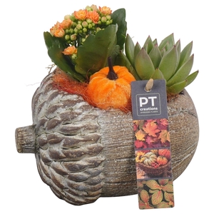 Arr.   Planten L%