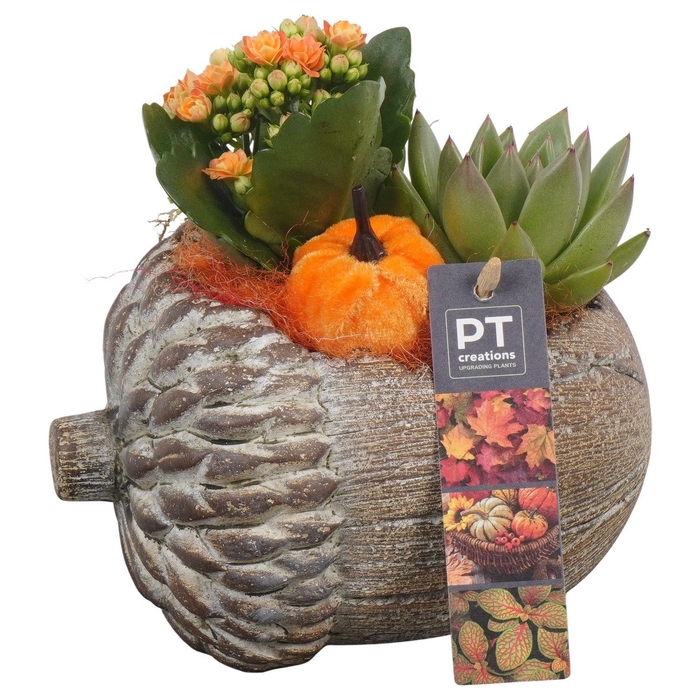 <h4>Arr.   Planten L%</h4>