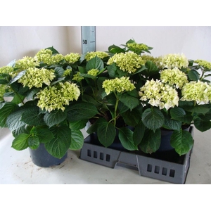 Hydrangea mac.   ...