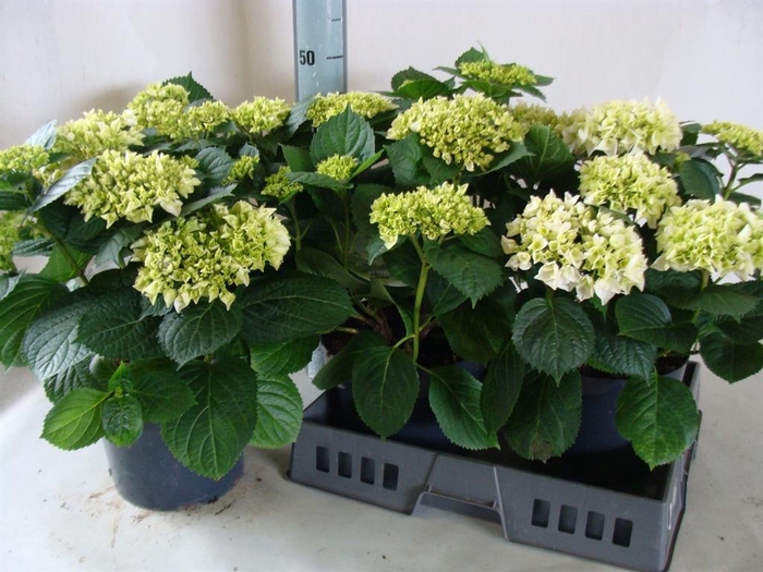 <h4>Hydrangea mac.   ...</h4>