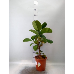 Ficus elastica 'Cloe'