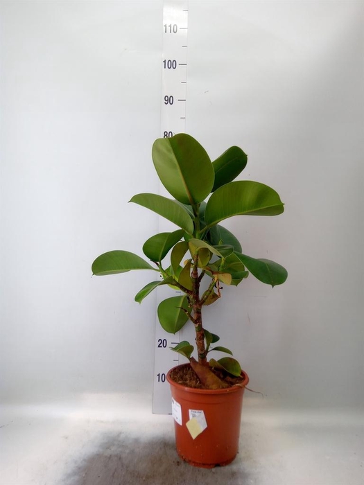 <h4>Ficus elastica 'Cloe'</h4>