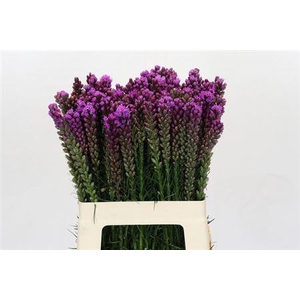 Liatris Spicata 60cm