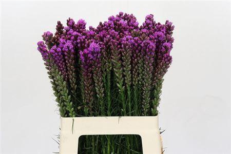 <h4>Liatris Spicata 60cm</h4>
