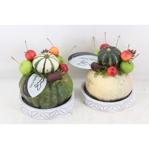 arr4 Sierfruit GB - Pompoen schotel x5