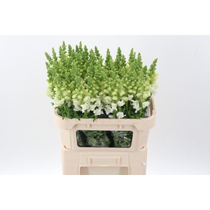 Antir Poto Ivory Wh