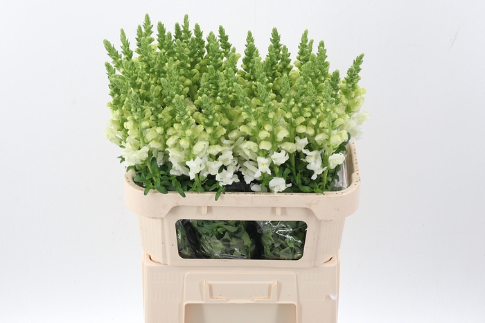 <h4>Antir Poto Ivory Wh</h4>