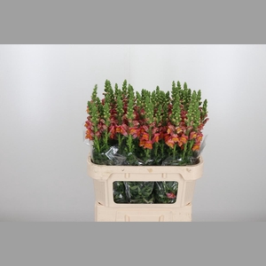 Antirrhinum Po D. Orange