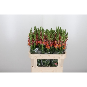 Antirrhinum Po D. Orange