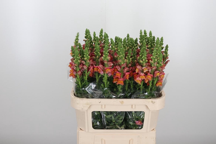 <h4>Antirrhinum Po D. Orange</h4>