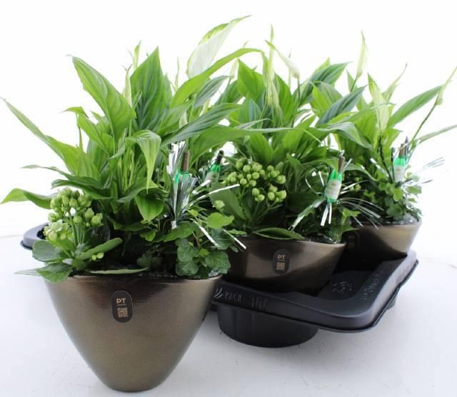 <h4>ARR KAMERPL</h4>