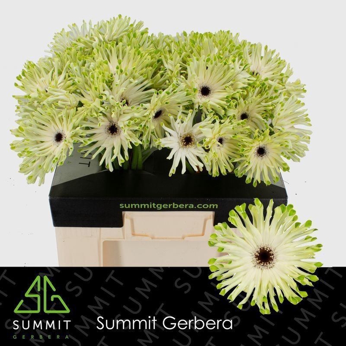 <h4>Gerbera Pastini Arona</h4>