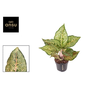 Aglaonema Pistachio Pink