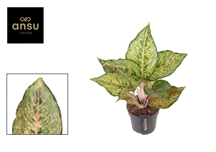 <h4>Aglaonema Pistachio Pink</h4>