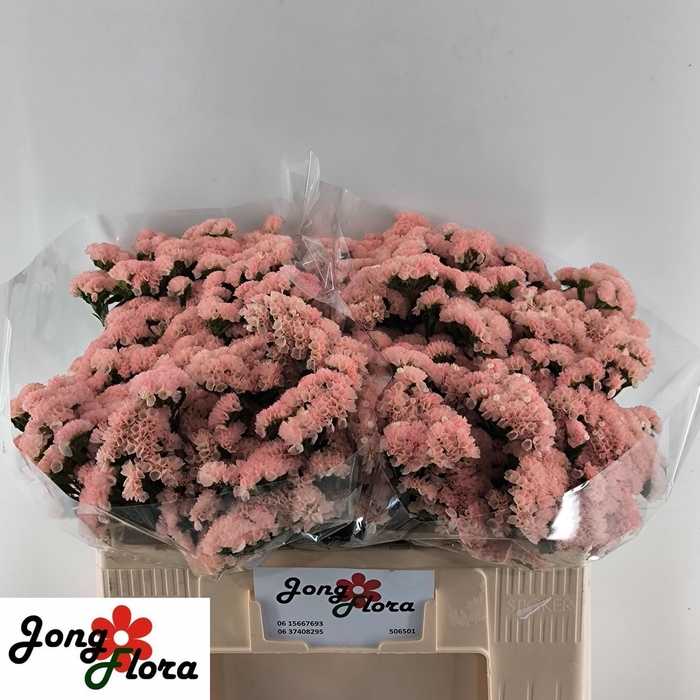 <h4>LIM S PEACH WINGS</h4>