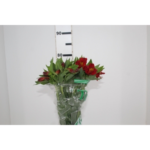ALSTROEMERIA ANGELINA 080 CM