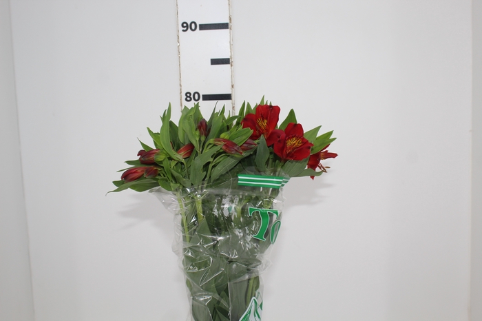 <h4>ALSTROEMERIA ANGELINA 080 CM</h4>